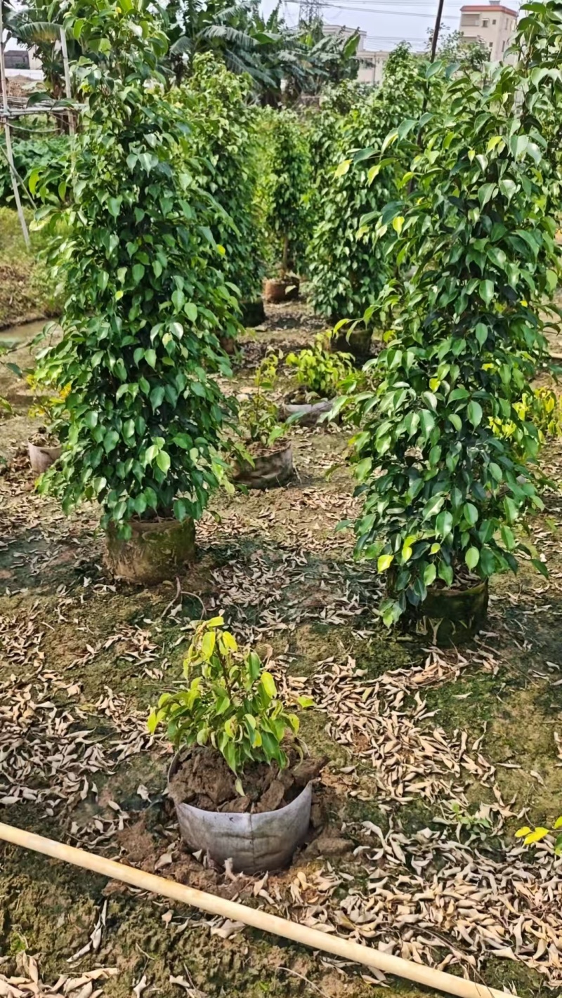 垂叶榕绿化苗垂叶榕自家基地自产自销量大价格优惠