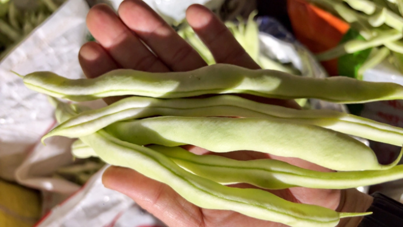 白不老大量上市