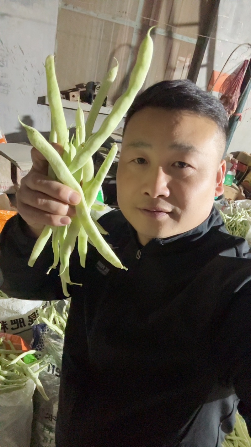 白不老大量上市