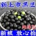 【新豆特价】10斤2025年绿芯黑豆东北农家自种