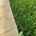 罗马生菜苗/直立生菜苗/货源充足/支持预定/现货直发