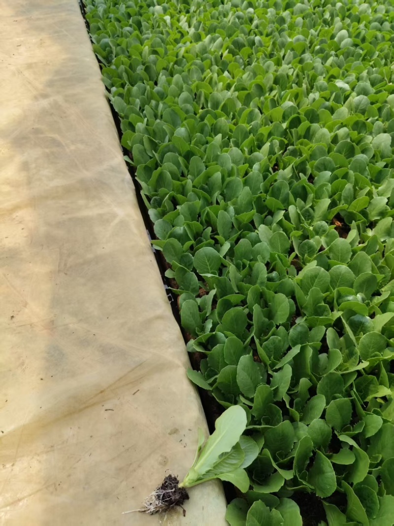 罗马生菜苗/直立生菜苗/货源充足/支持预定/现货直发
