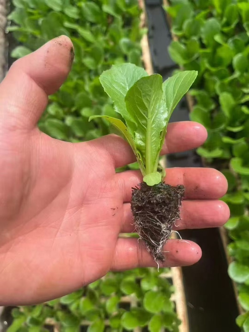 罗马生菜苗/直立生菜苗/货源充足/支持预定/现货直发