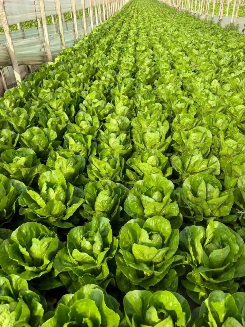 罗马生菜苗/直立生菜苗/货源充足/支持预定/现货直发