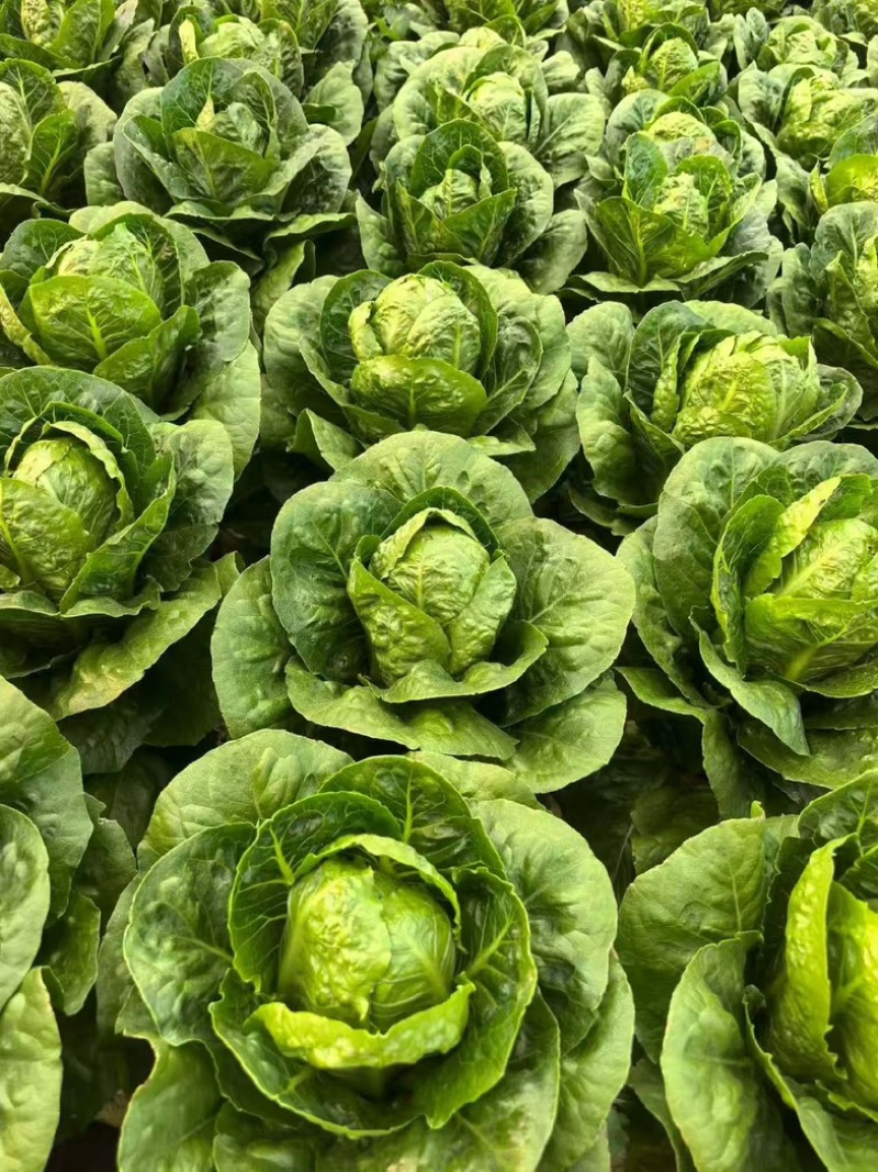 罗马生菜苗/直立生菜苗/货源充足/支持预定/现货直发