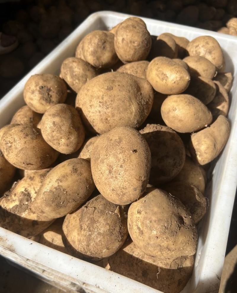 黄心土豆产地直供整车走货现挖现发香甜软糯诚信经营欢迎联系
