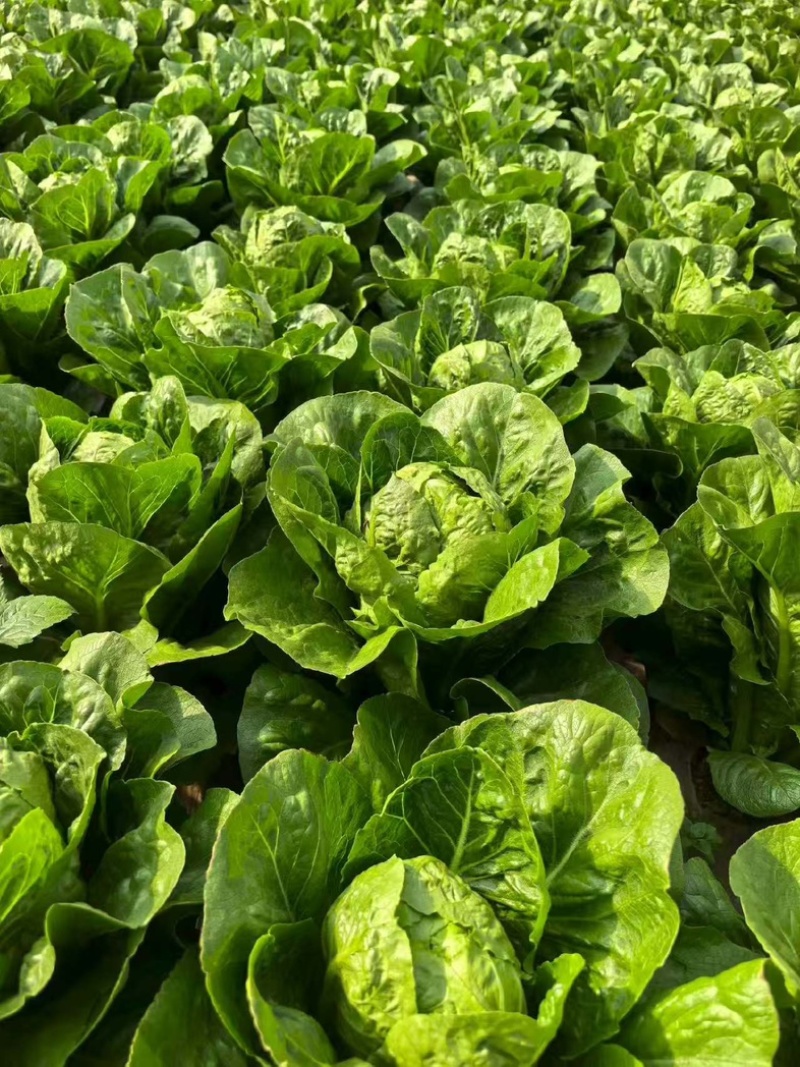 罗马生菜苗/直立生菜苗/货源充足/支持预定/现货直发