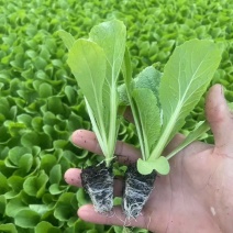 大白菜苗/云南基地直供/货源充足/大量现货/热卖中