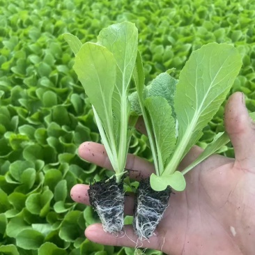 大白菜苗/云南基地直供/货源充足/大量现货/热卖中