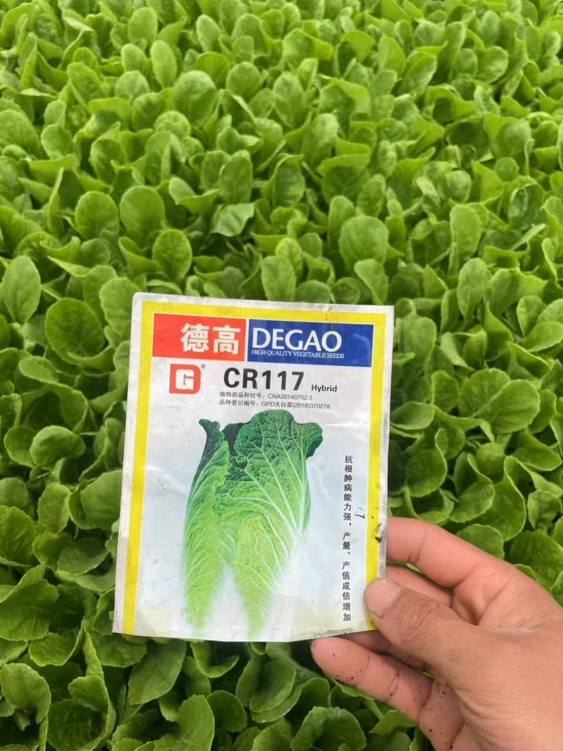 大白菜苗/云南基地直供/货源充足/大量现货/热卖中