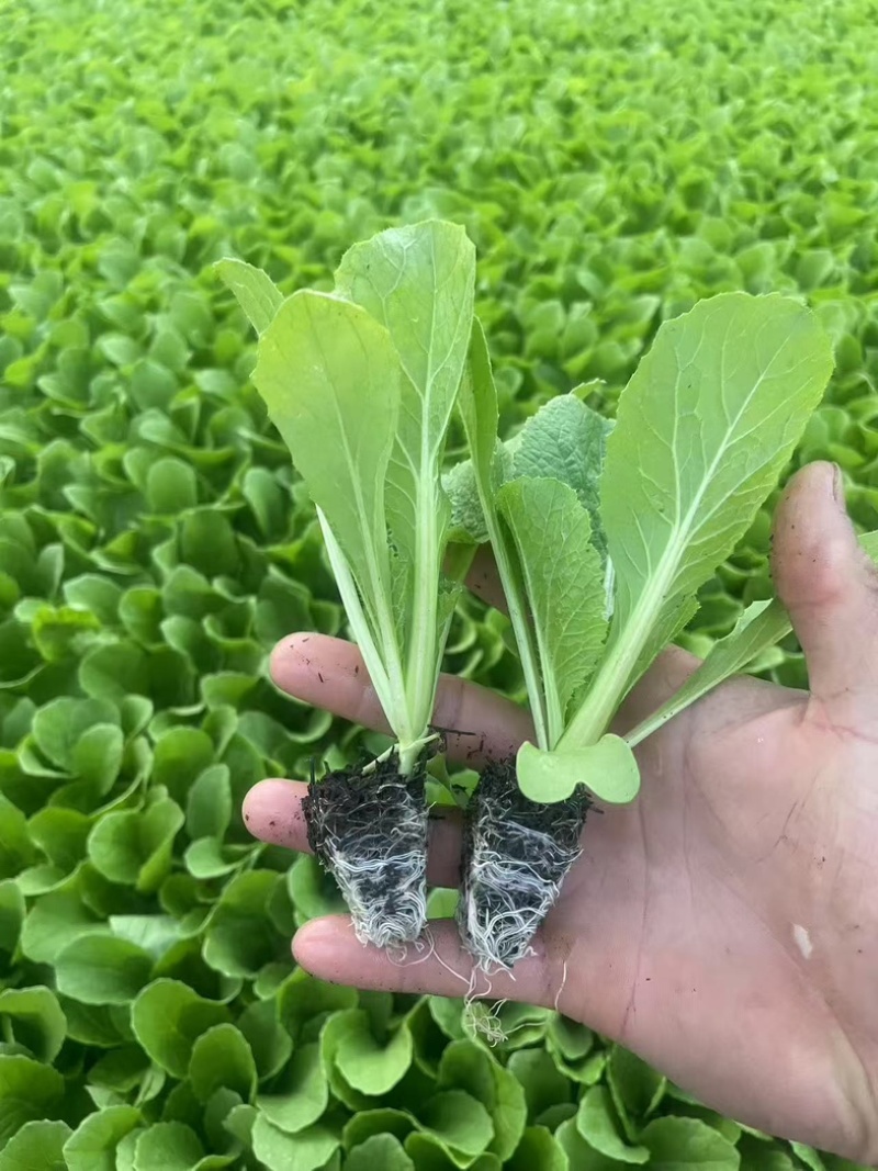 大白菜苗/云南基地直供/货源充足/大量现货/热卖中