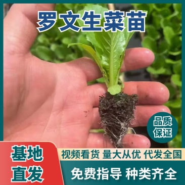 罗马生菜苗/直立生菜苗/货源充足/支持预定/现货直发