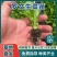 罗马生菜苗/直立生菜苗/货源充足/支持预定/现货直发