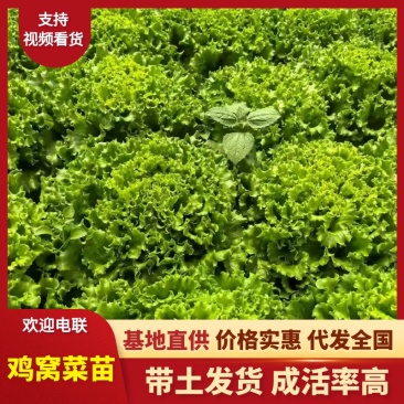 鸡窝菜苗/现货直发/支持预定/大量有货/欢迎选购