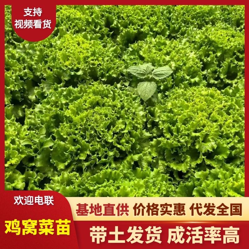 鸡窝菜苗/现货直发/支持预定/大量有货/欢迎选购