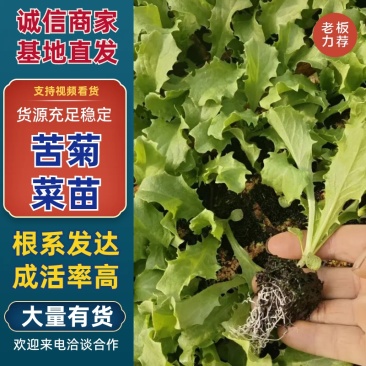苦菊苗/抗病性强/苗子清秀/货源充足/大量有货