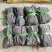 海带球海带团海带海带干干海带海带剪头去尾海带球