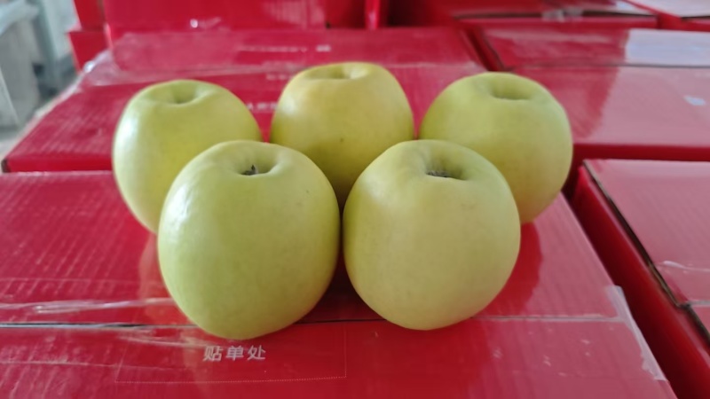 现有几十吨瑞雪苹果出售，全是精品，有需要的老板联系，
