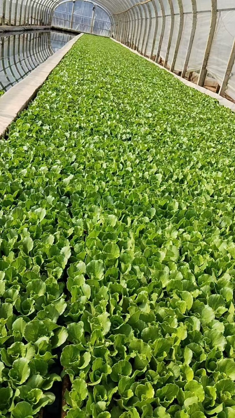 意大利生菜苗/基地直发/货源充足/欢迎选购/大量有货