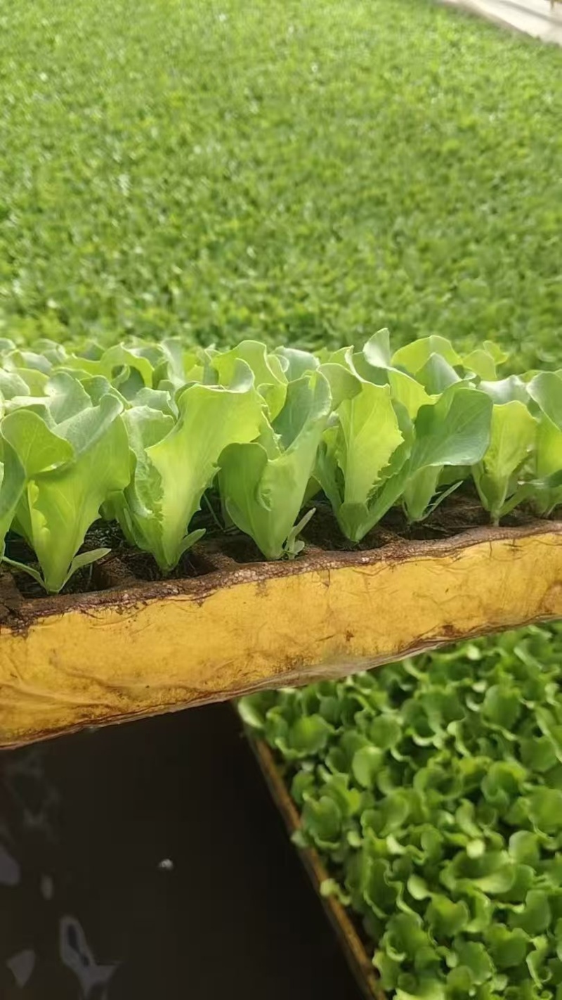 意大利生菜苗/基地直发/货源充足/欢迎选购/大量有货
