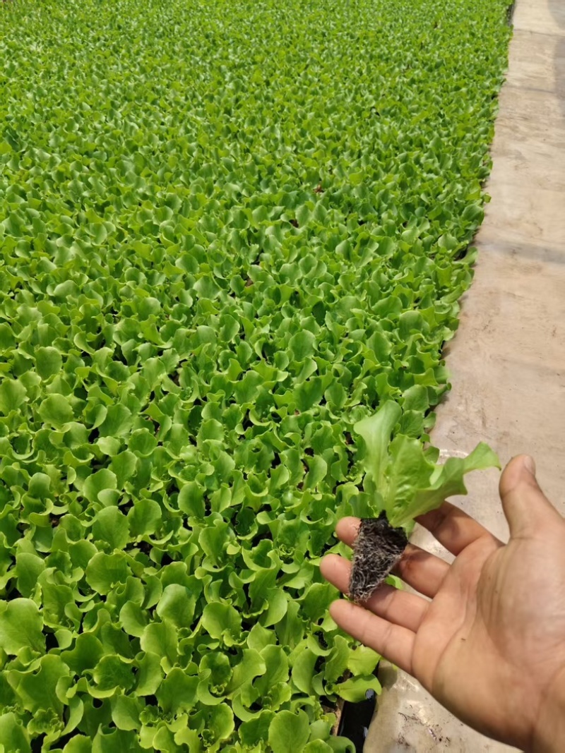意大利生菜苗/基地直发/货源充足/欢迎选购/大量有货