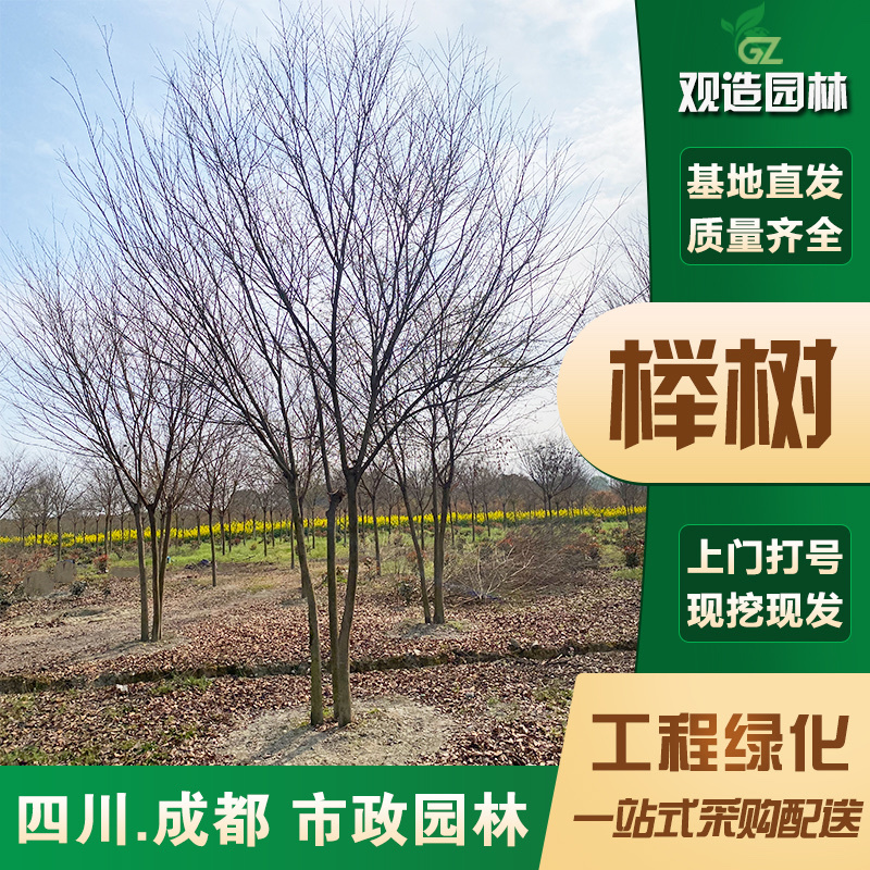 乔木榉树树四川工程行道树大型景观绿化苗木朴树丛生榉树