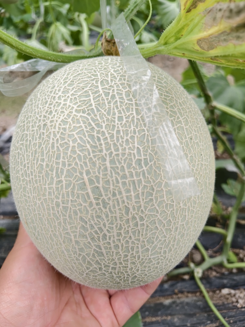 鲁厚甜