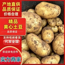黄心土豆产地直供整车走货现挖现发香甜软糯诚信经营欢迎联系