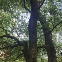 园林大樟树自家种植