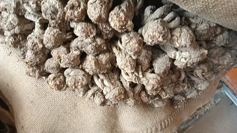 岷县大当归（整条）