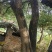 园林大樟树自家种植