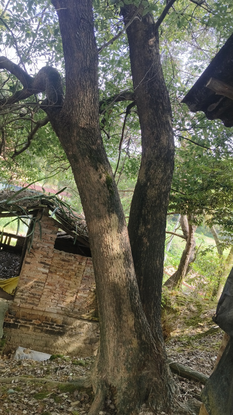 园林大樟树自家种植