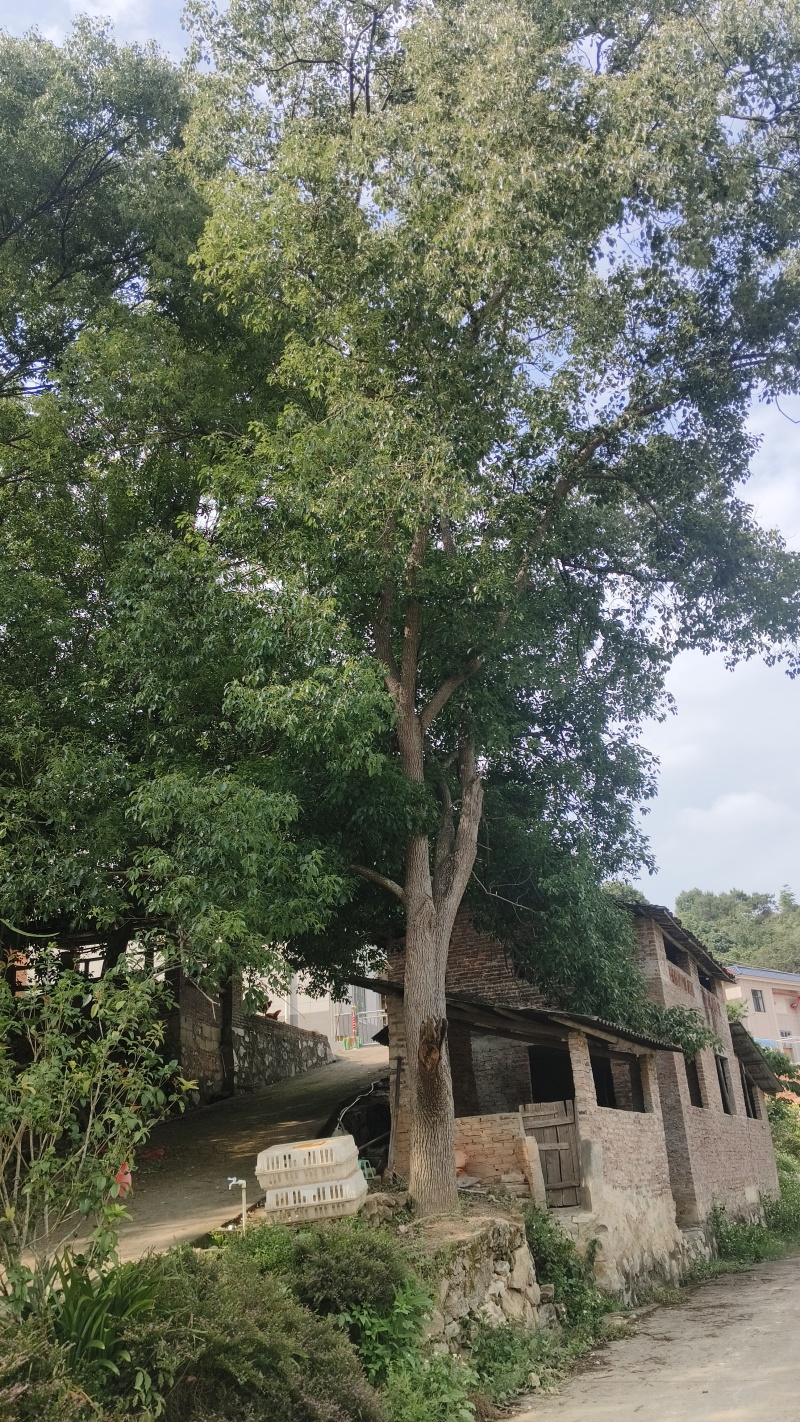 园林大樟树自家种植