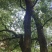 园林大樟树自家种植