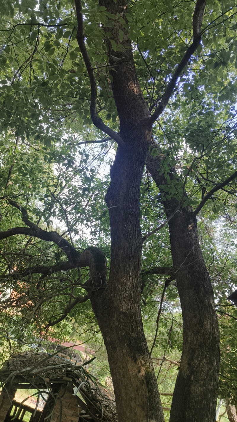 园林大樟树自家种植