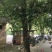 园林大樟树自家种植