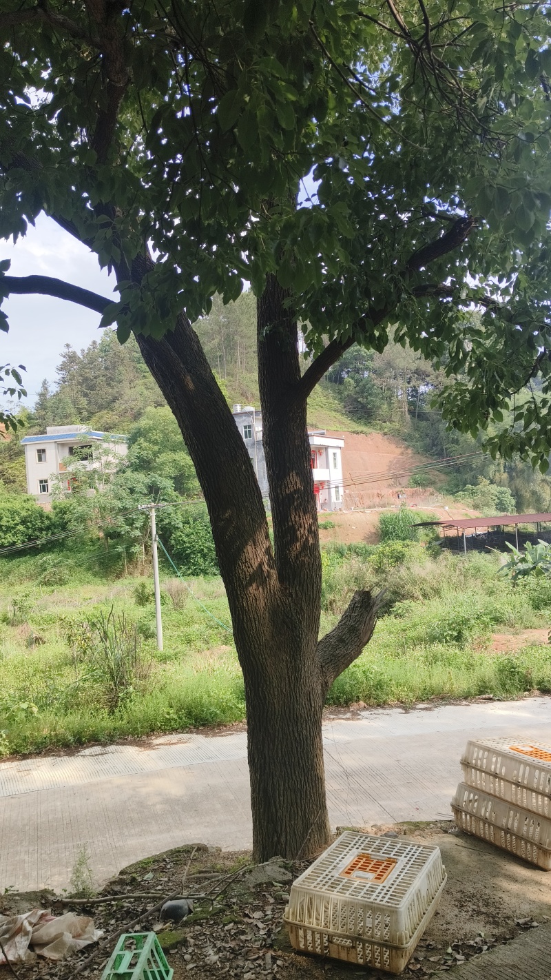 园林大樟树自家种植