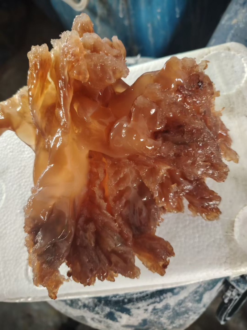 渤海湾盐渍海蜇头棉蜇「整头」