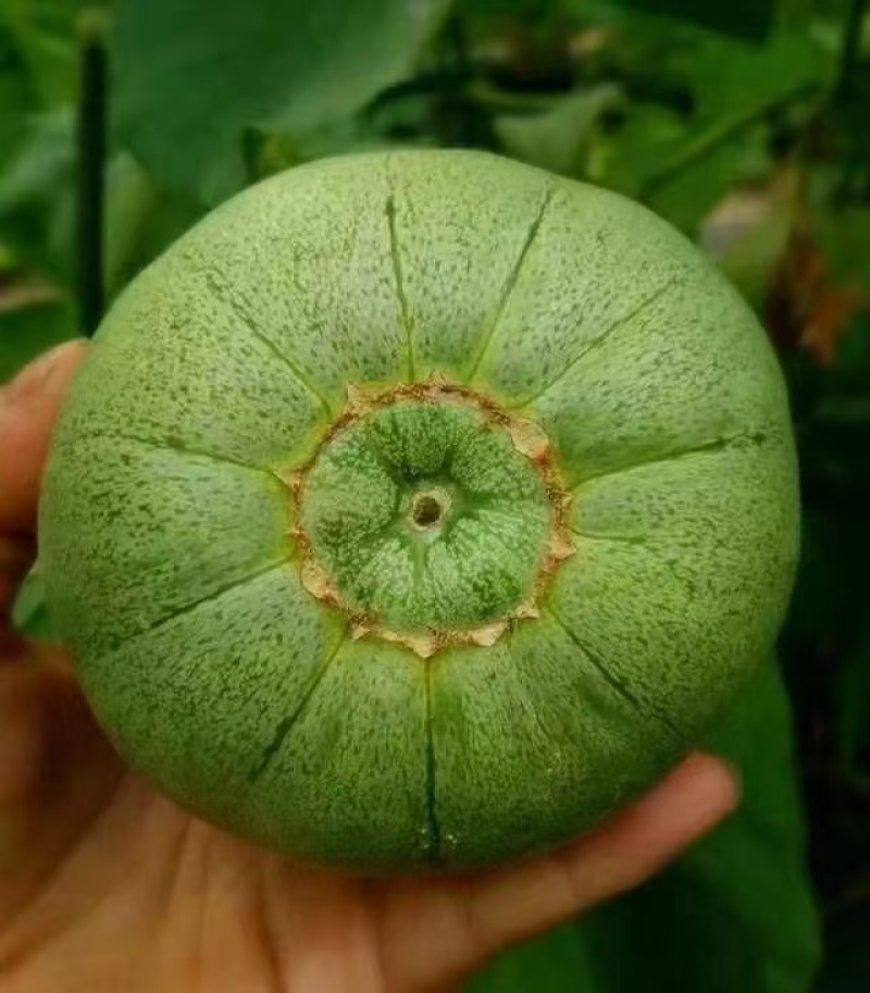 绿宝石甜瓜