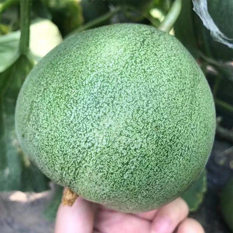 绿宝石甜瓜