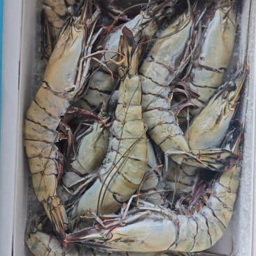 活冻黑虎虾
