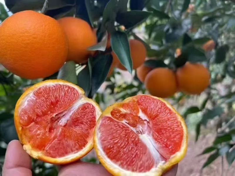 中华红果肉火红，16个糖皮薄汁足，对接电商批发市场外贸出
