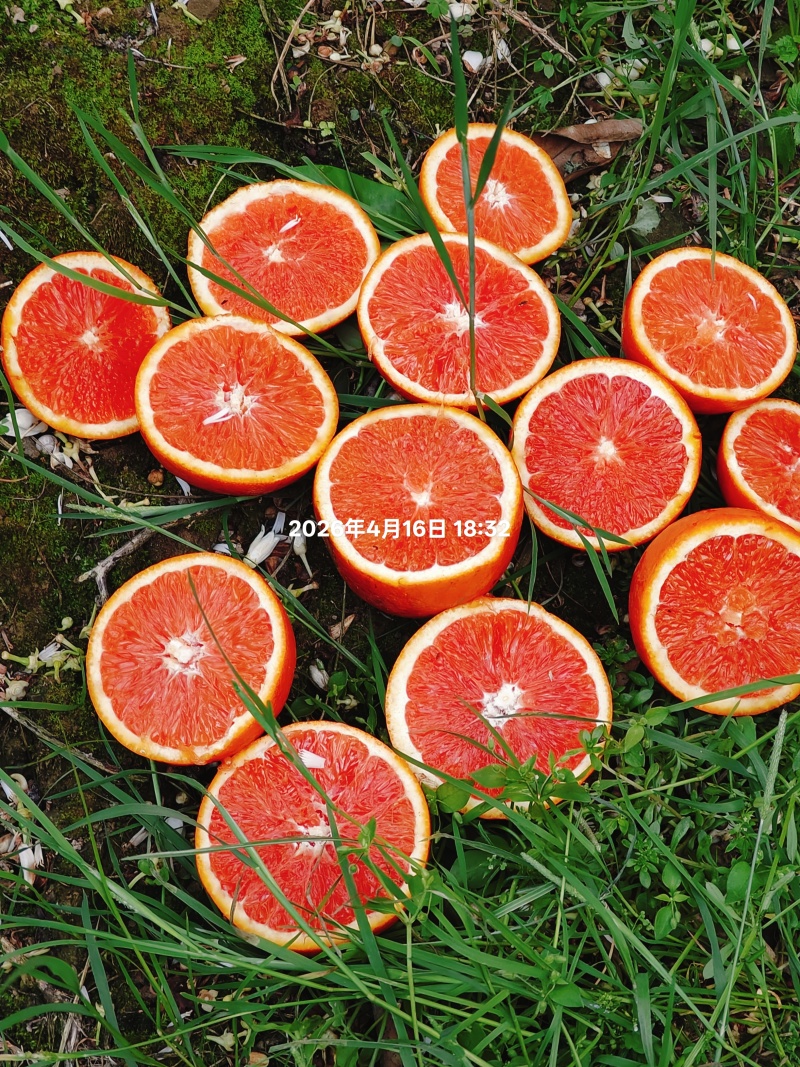 中华红果肉火红，16个糖皮薄汁足，对接电商批发市场外贸出