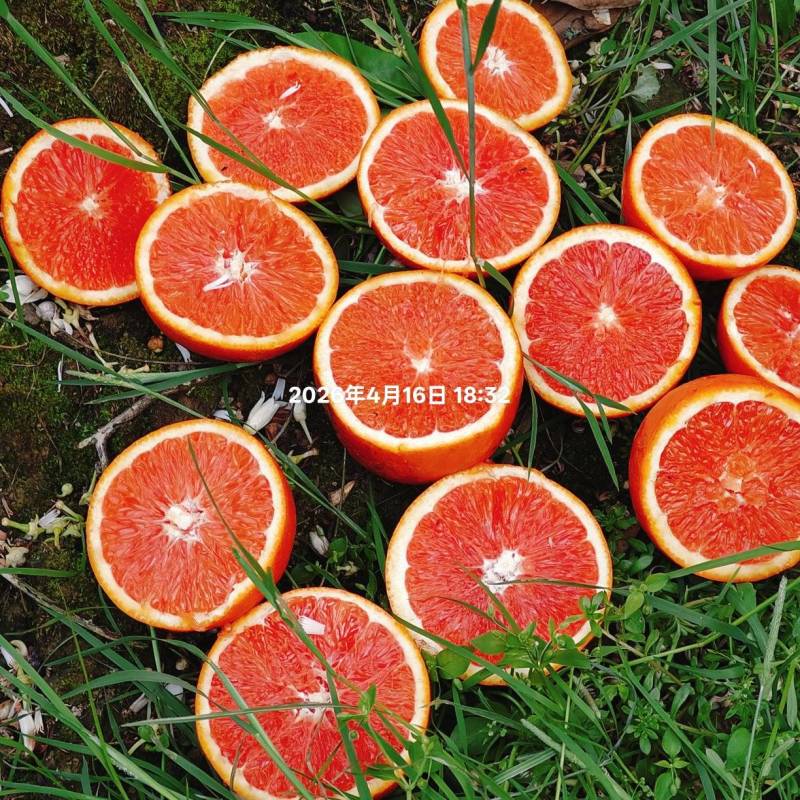 中华红果肉火红，16个糖皮薄汁足，对接电商批发市场外贸出