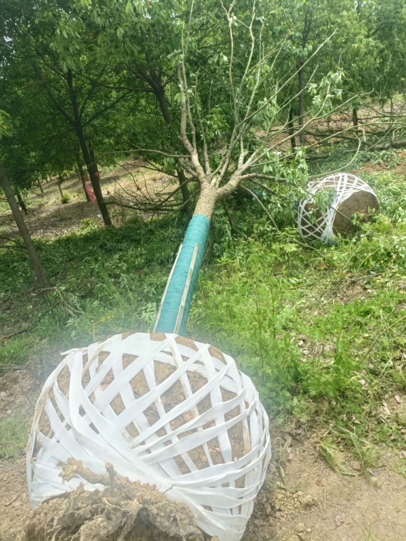 香樟