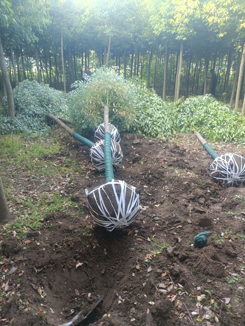 香樟