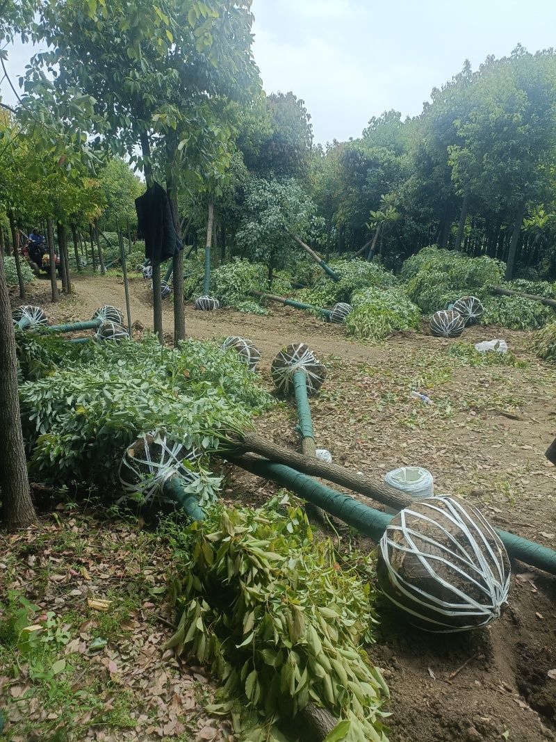 香樟