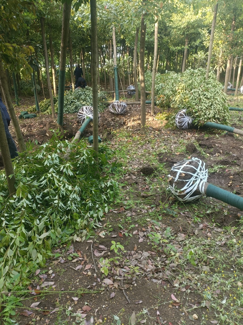 香樟