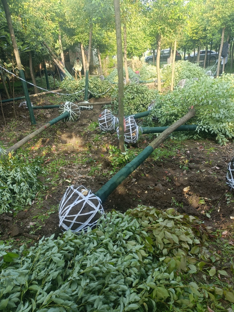 香樟