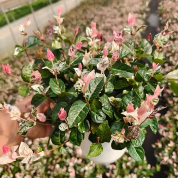 花叶络石